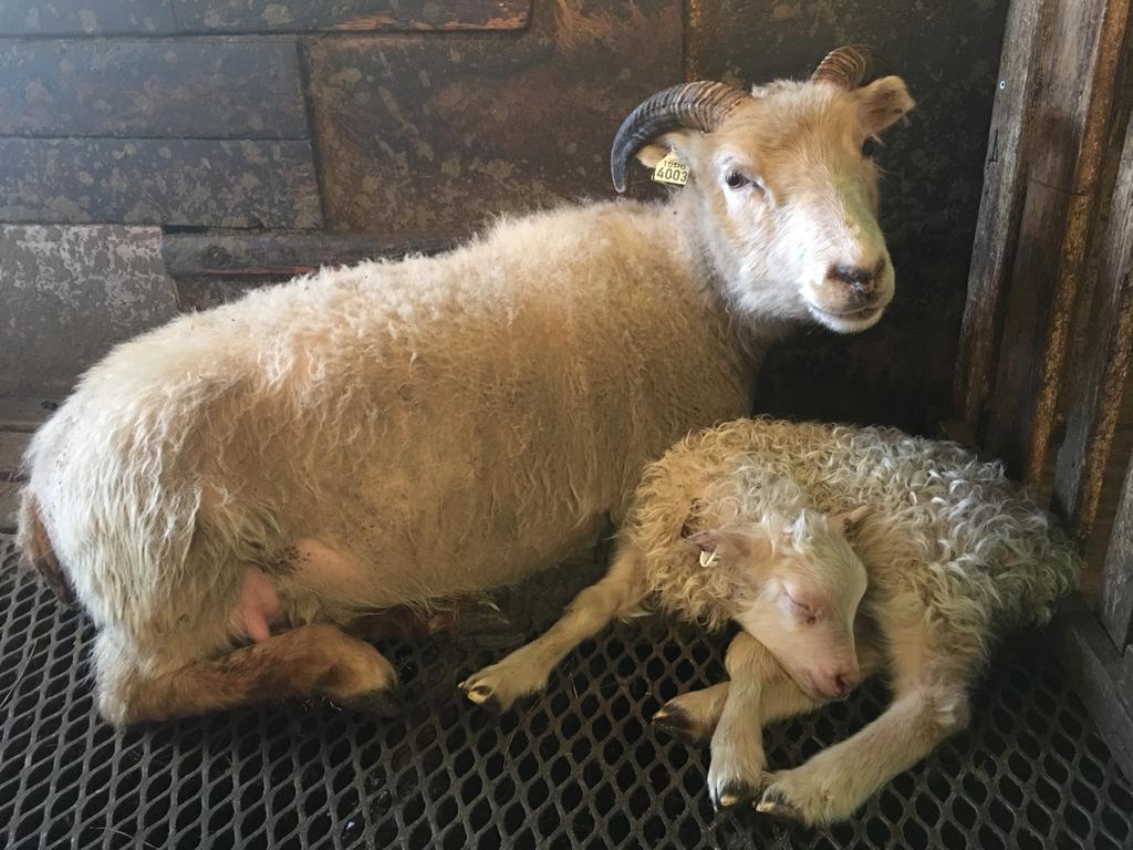 Öndólfsstaðir Farm B&B Laugar  Dış mekan fotoğraf