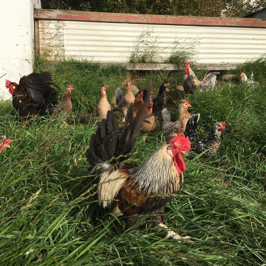 Öndólfsstaðir Farm B&B Laugar  Dış mekan fotoğraf